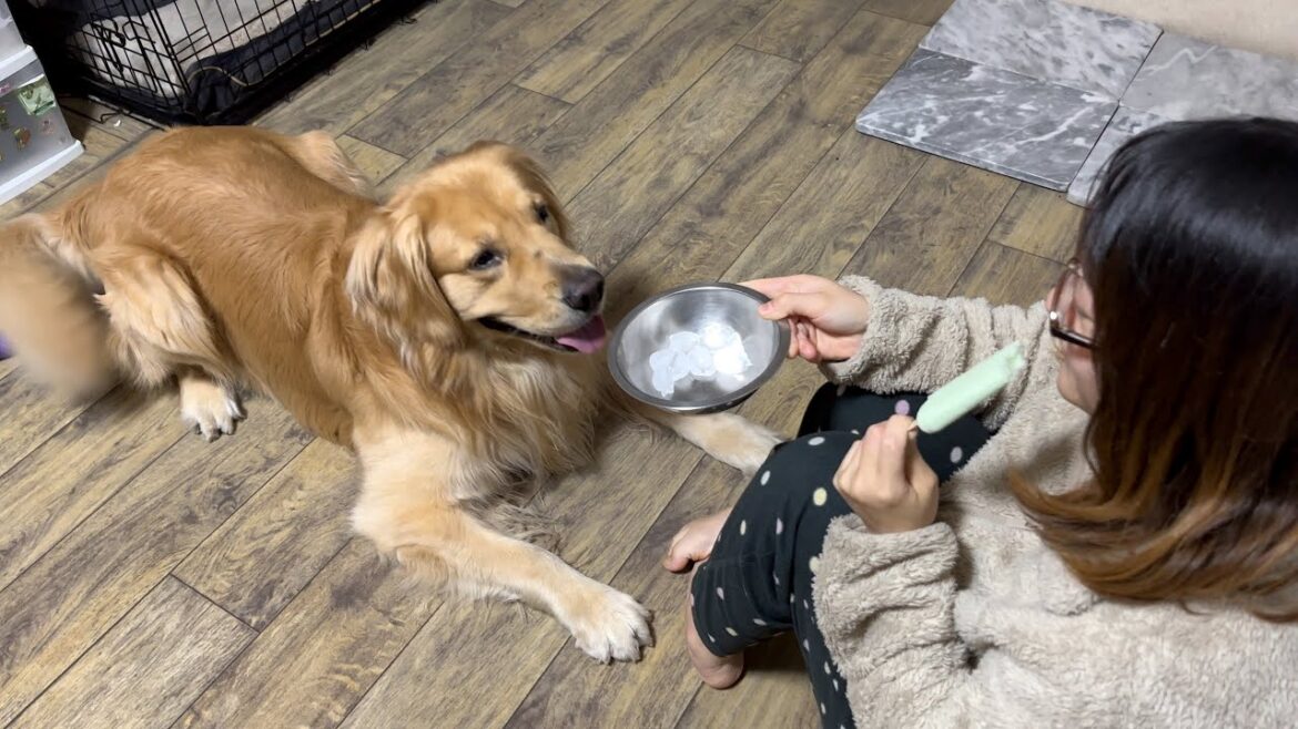 愛犬と一緒にアイスでクールダウンをする日