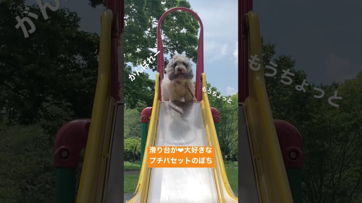 【滑り台❤︎大好き】プチバセットのぽちは今日も上手にすべれるかな?! 【滑り台❤︎大好き】プチバセットのぽちは今日も上手にすべれるかな?!