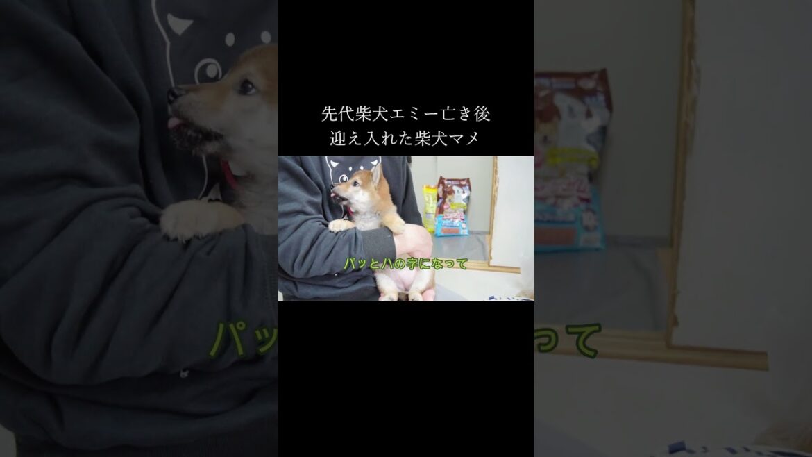 先代柴犬亡き後、新しい子犬を迎え入れました【思い出】【甲斐犬・柴犬】 #shorts 先代柴犬亡き後、新しい子犬を迎え入れました【思い出】【甲斐犬・柴犬】 #shorts