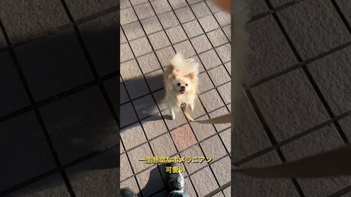 一生懸命なポメラニアン可愛い😍