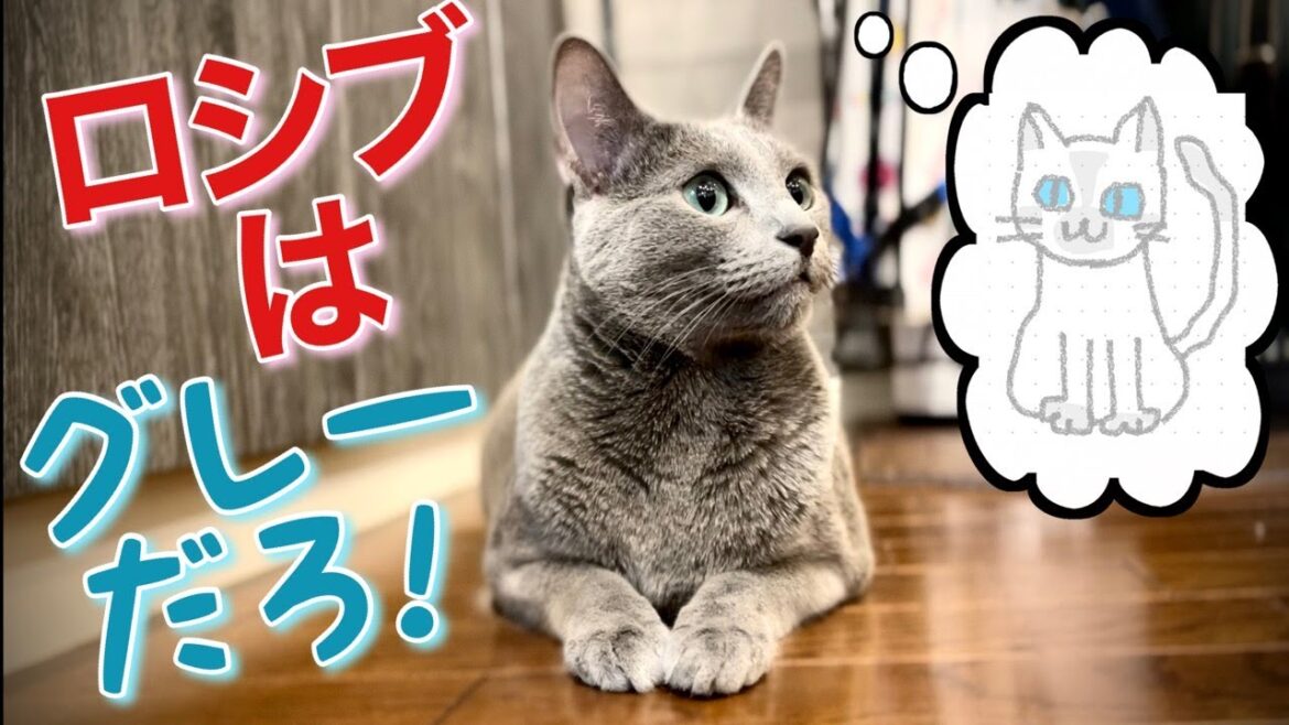 ロシアンブルー | 猫を多頭飼いしたくなる頃~番頭の気を逸らすためには？ [Russian Blue cat Kotetsu] Desire to keep multiple cats