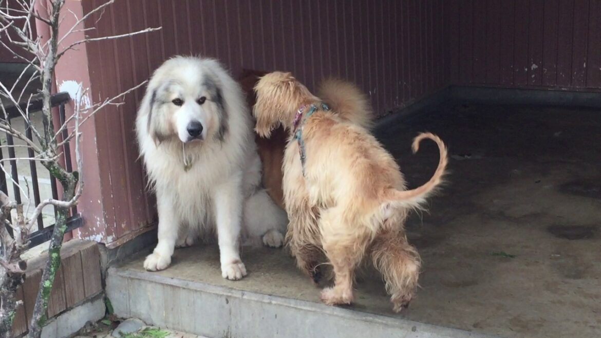 わんわん動物園 グレートピレニーズとゴールデンレトリバーとアフガンハウンド(great pyrenees, golden  retriever, and afghan hound)