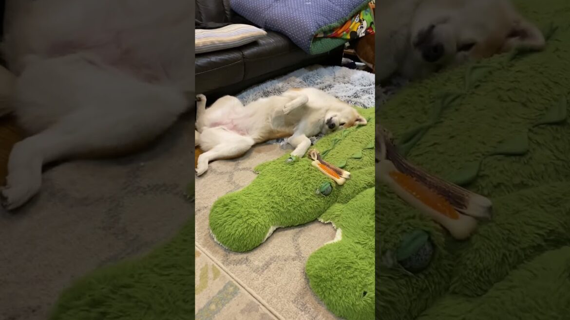 寝心地の悪そうなスタイルでくつろぐ可愛い秋田犬こむぎ【Akita-inu】@akita-inu-pata #shorts