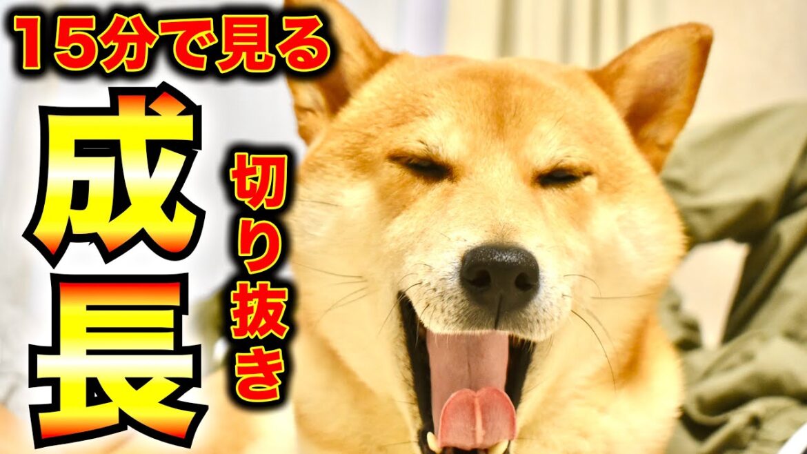 【15分耐久】柴犬こむぎの歴史