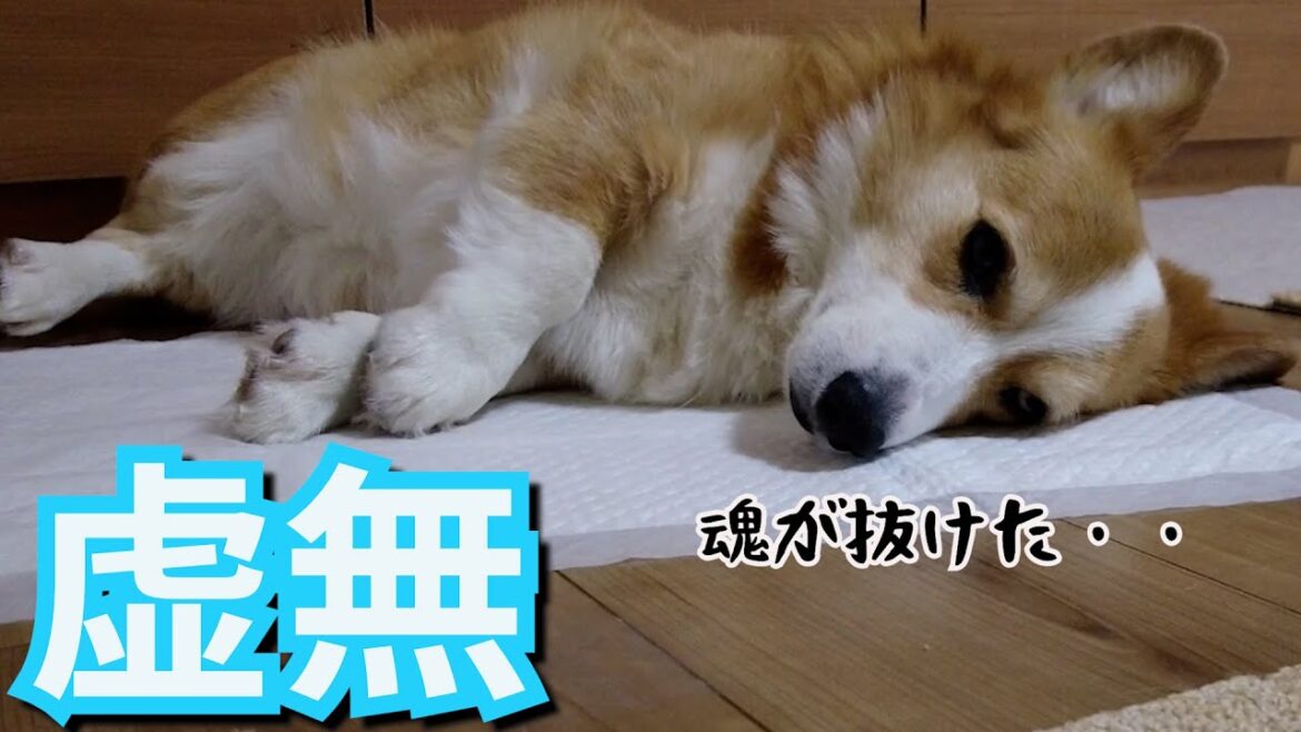病院で爪切りされ絶望していたが小学生と戯れて元気になるコーギー犬