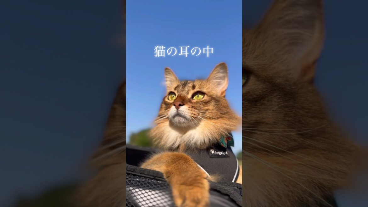 猫の耳の中を覗いてみると
