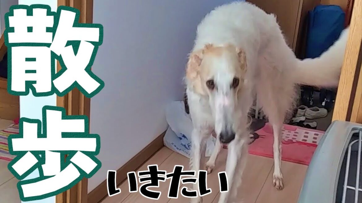 【ボルゾイ】散歩に行きたいとかわいく甘える大型犬【超大型犬】