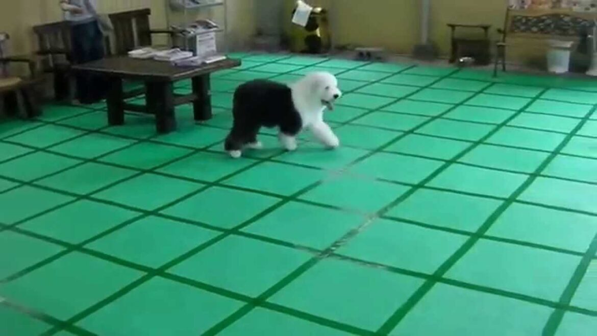 富山市から遊びに来てくれたオールドイングリッシュ・シープドッグのベスちゃん。