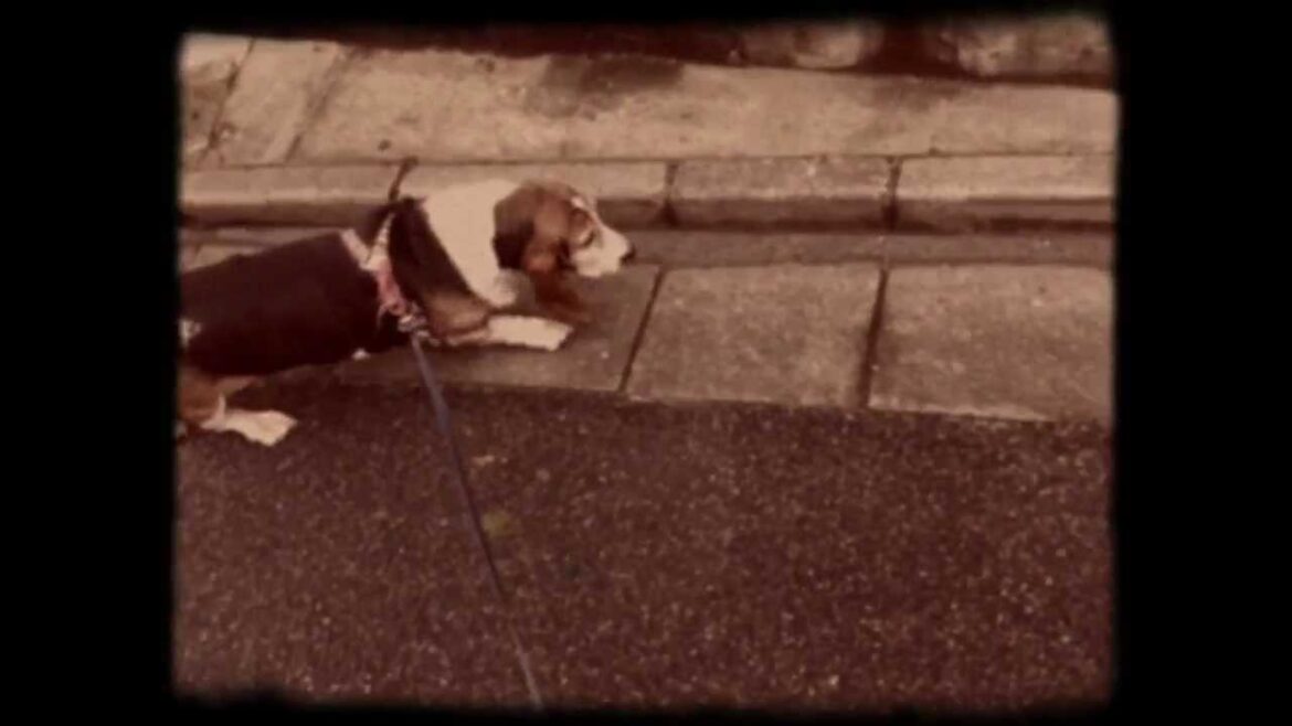 バセットハウンドの散歩