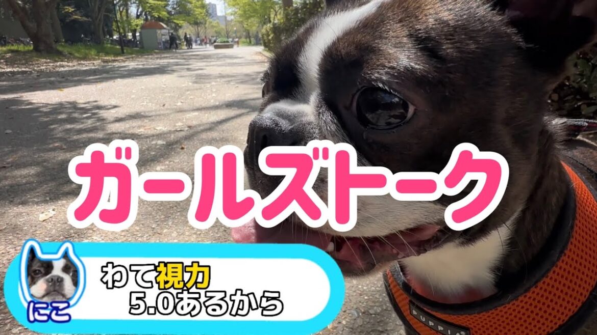 にことはな　ボストンテリア