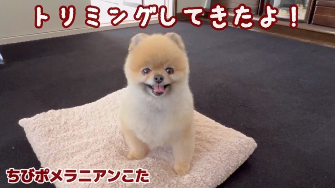 トリミングして子熊になったポメラニアン