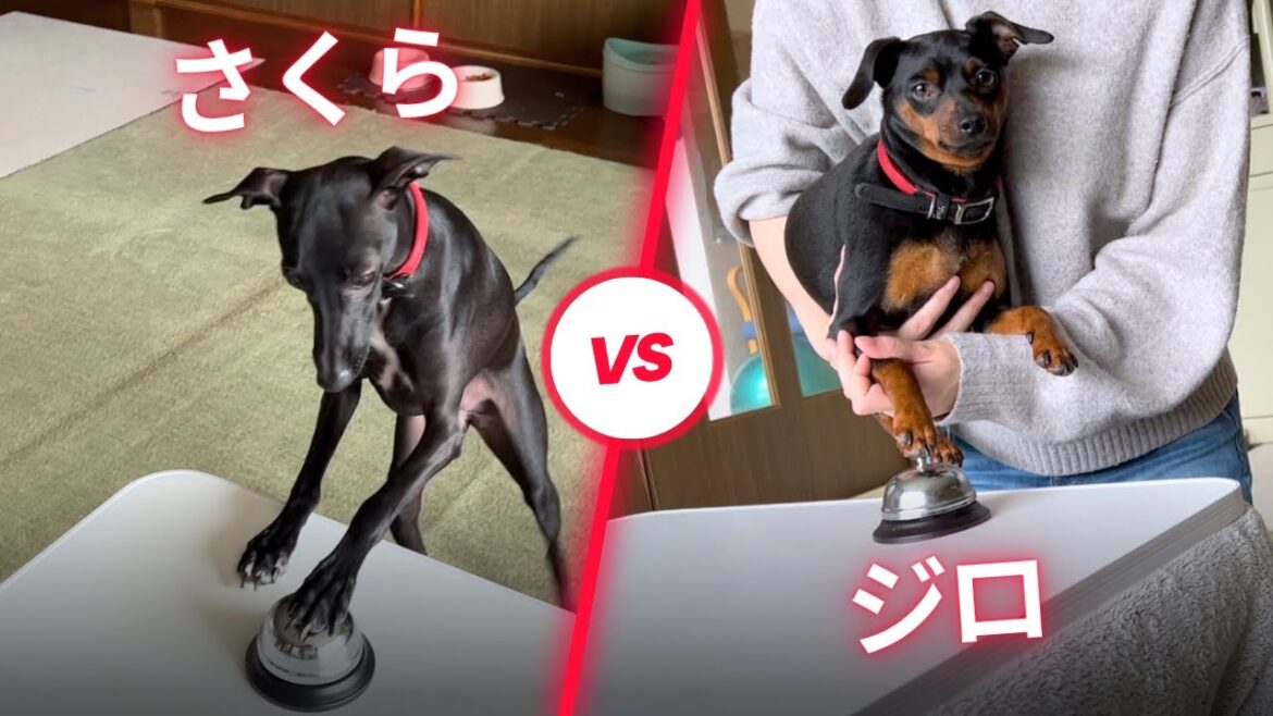 ベル鳴らし対決をするジロとさくら【ミニピン】【さくら】