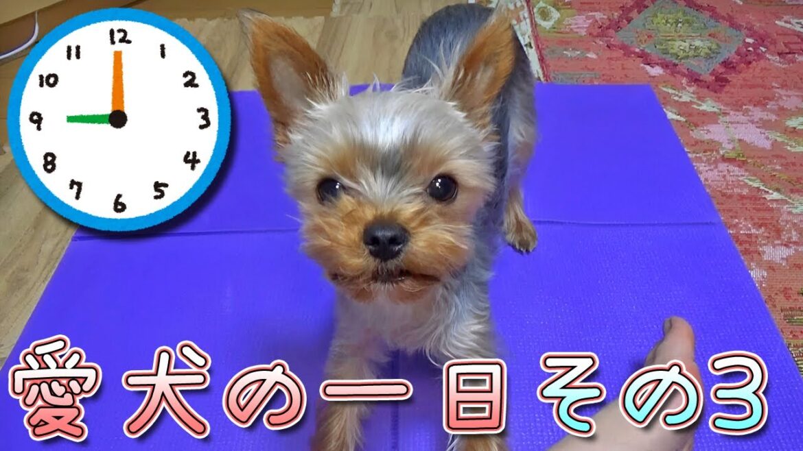 【ヨークシャテリア】とあるヨークシャテリアの一日 その③【Yorkshire Terrier】 【ヨークシャテリア】とあるヨークシャテリアの一日 その③【Yorkshire Terrier】