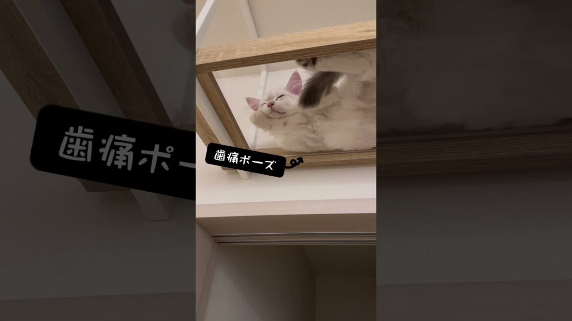 あざといサイベリアン