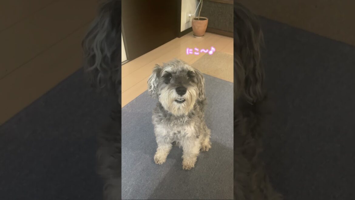 愛犬に変な顔で見つめられたわけとは一体…【ミニチュアシュナウザー】＃ミニチュアシュナウザー＃シュナウザー＃しゅなうざー＃Shorts