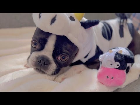 牛になって牛と遊ぶ犬【ボストンテリア】 牛になって牛と遊ぶ犬【ボストンテリア】