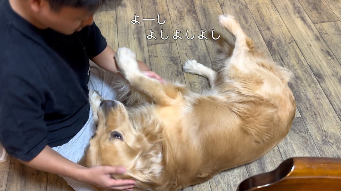 寝ようとする飼い主に、どうしてももう少し遊んで欲しい愛犬