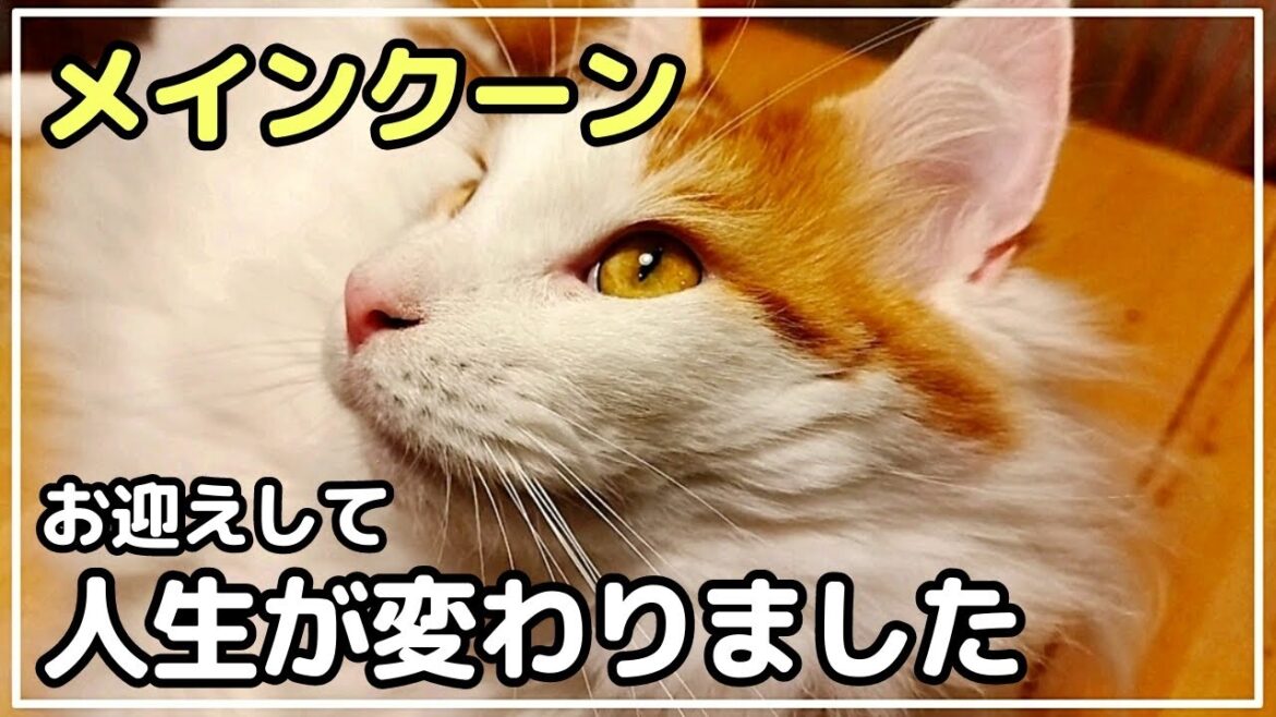 3人家族が猫を飼い始めて人生が変わった話【メインクーン】