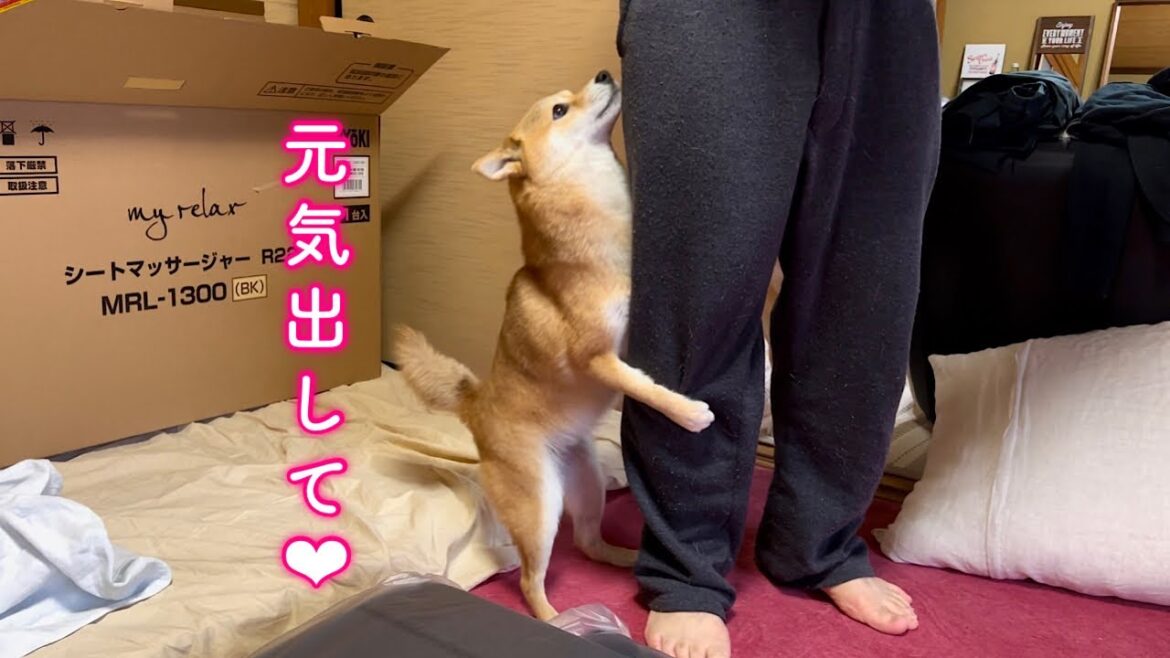 体調不良で病み上がりのパパに早く元気になってほしくて執拗に構いたがる柴犬が可愛い