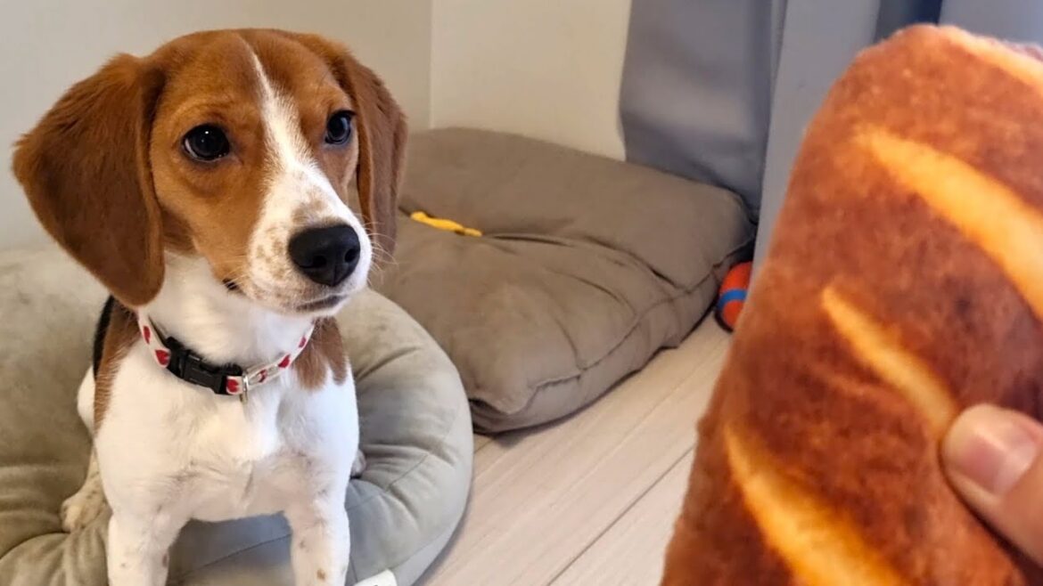ビーグル犬にふわっふわのパンを見せたら〇〇になる