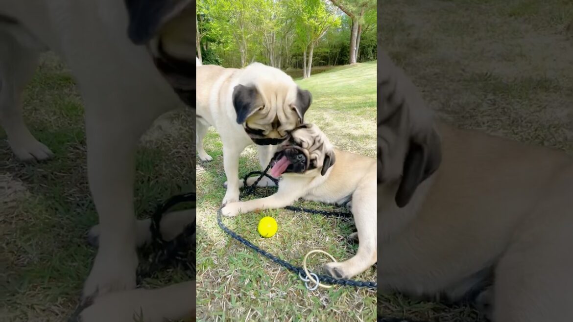 [パグ]ﾎﾞｰﾙ噛めない兄犬🐶ｱｺﾞｶﾞ..💦 (big bro has a small mouth) #shorts