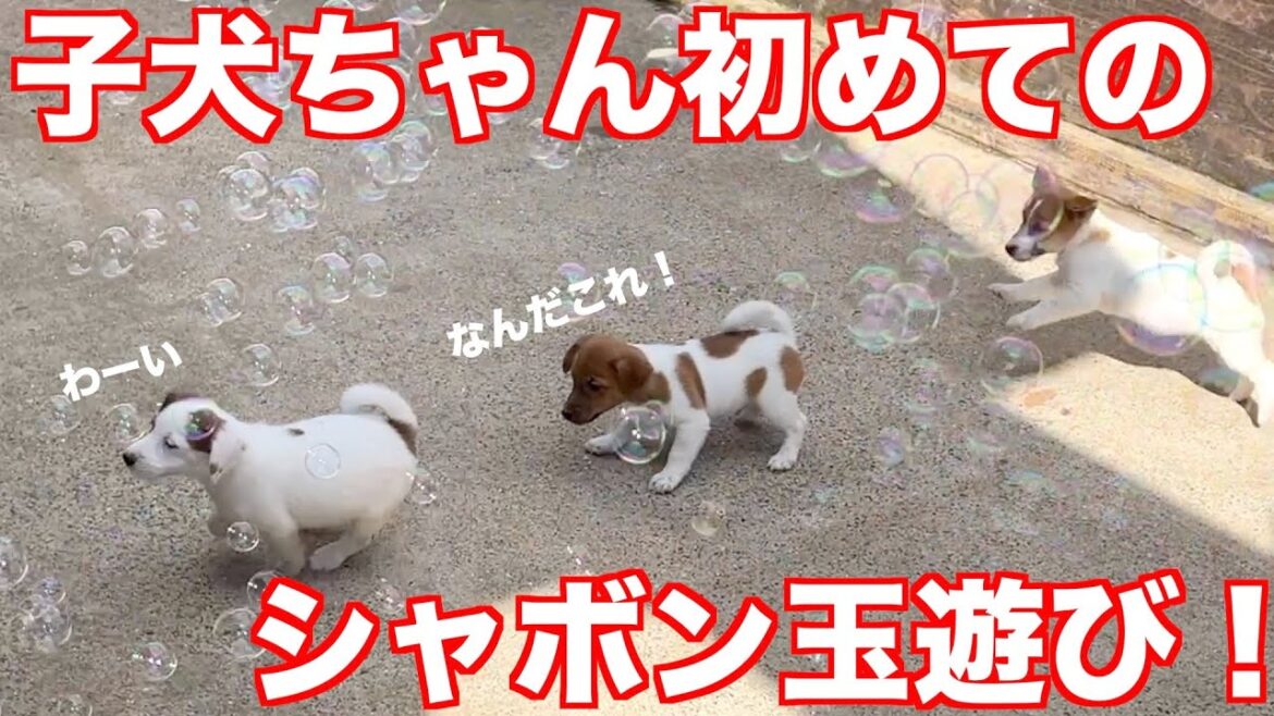 【ジャックラッセルテリア】子犬ちゃん達が初めてのシャボン玉に大興奮！シャボン玉と追いかけっこ！動物癒し動画「にくきゅう」
