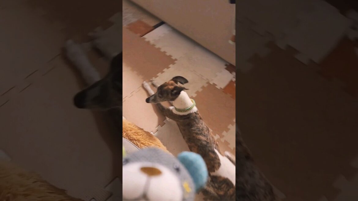 日曜日もお見送り。ウィペットのカイトちゃん。上手やね。 Whippet Dog KAITO Seeing Off Sunday Good Job