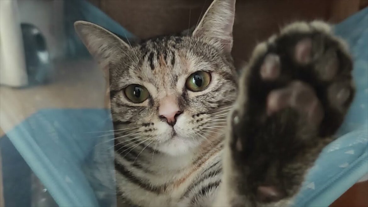 キャットケージをDIY❣~アメショとサビ猫の日常~