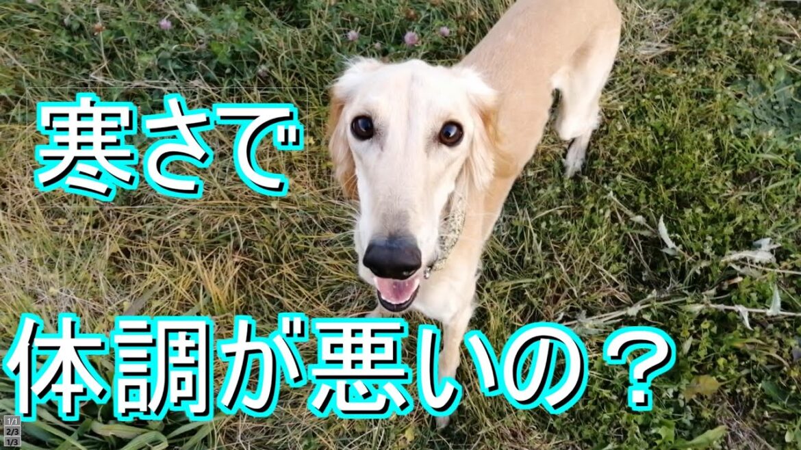 【サルーキ】寒さで体調が悪いのかな?【Saluki】in bad condition? 【サルーキ】寒さで体調が悪いのかな?【Saluki】in bad condition?