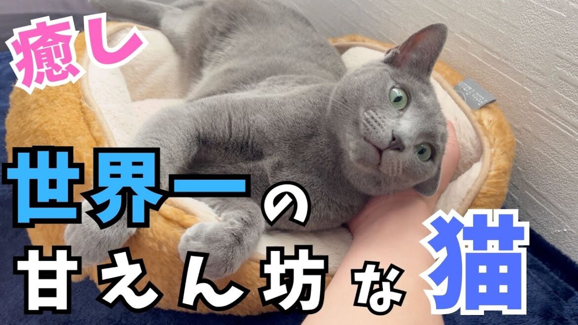 早朝から世界一の甘えん坊っぷりを見せるロシアンブルー猫