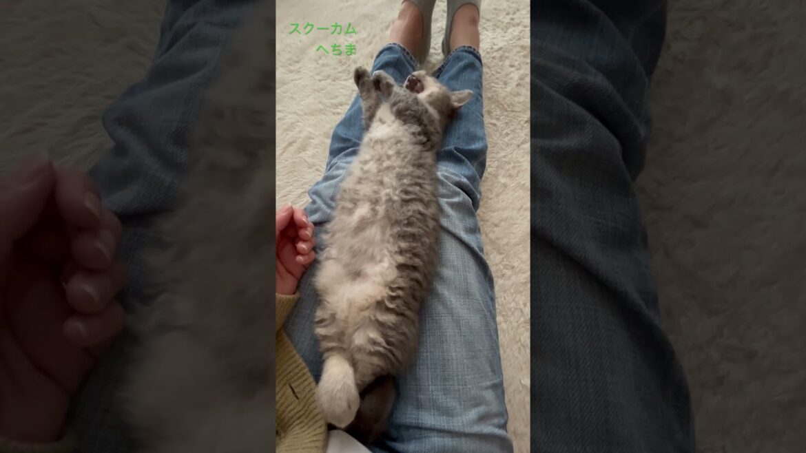 かわいすぎて起こしちゃった(´∀｀*)#スクーカム #ノルウェージャンフォレストキャット #短足猫 #ねこ好き #ねこのいる生活 #こねこ