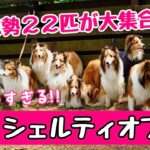 【天国】久しぶりのオフ会！22匹のもふもふシェルティが大集結！ 22 cutest dogs gathered