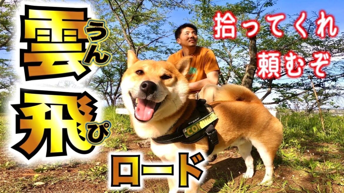 日本を綺麗にしたいのでお願いする柴犬【あるじのステップ】Shiba Inu who wants to make Japan beautiful 日本を綺麗にしたいのでお願いする柴犬【あるじのステップ】Shiba Inu who wants to make Japan beautiful