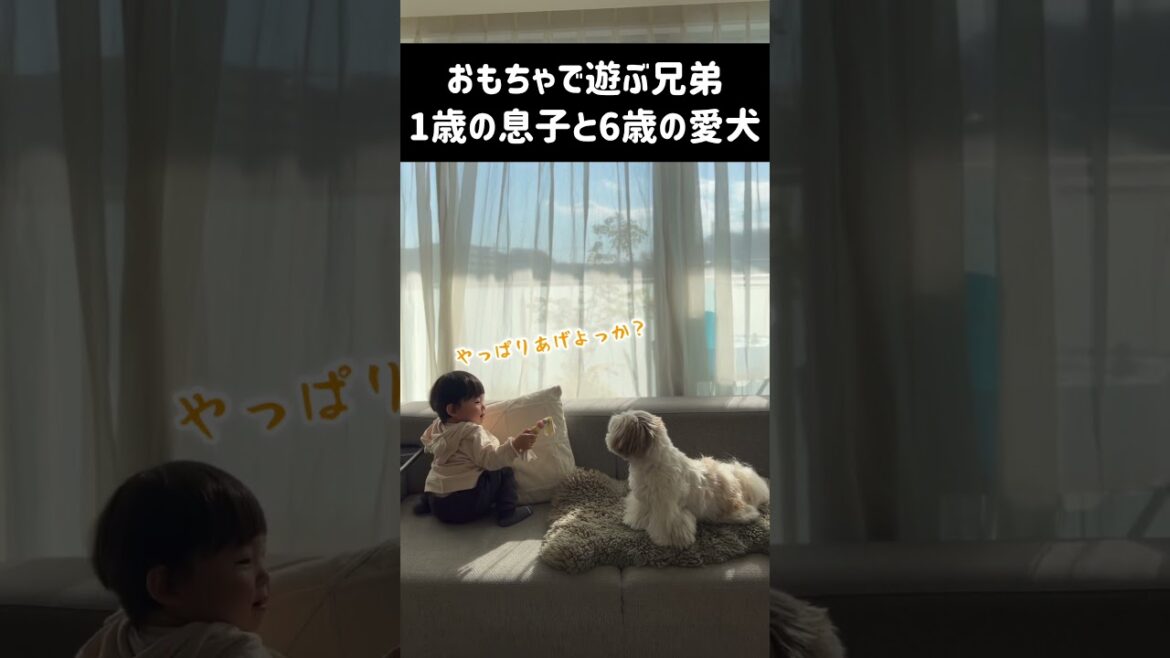 【癒し動画】1歳2ヶ月の息子とシーズー犬のおもちゃ遊び #shorts / Baby and dog.