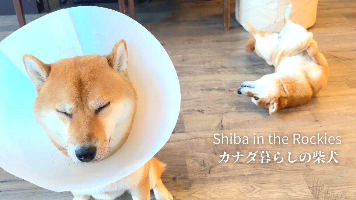 皮膚炎が再発した柴犬ソラのため新たな腸活作戦を始動しました！