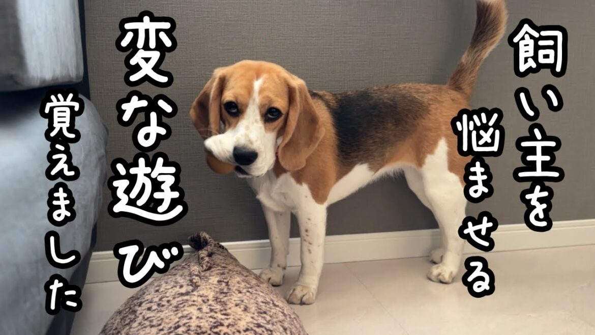 変な遊びを覚えて飼い主を悩ませるビーグル犬