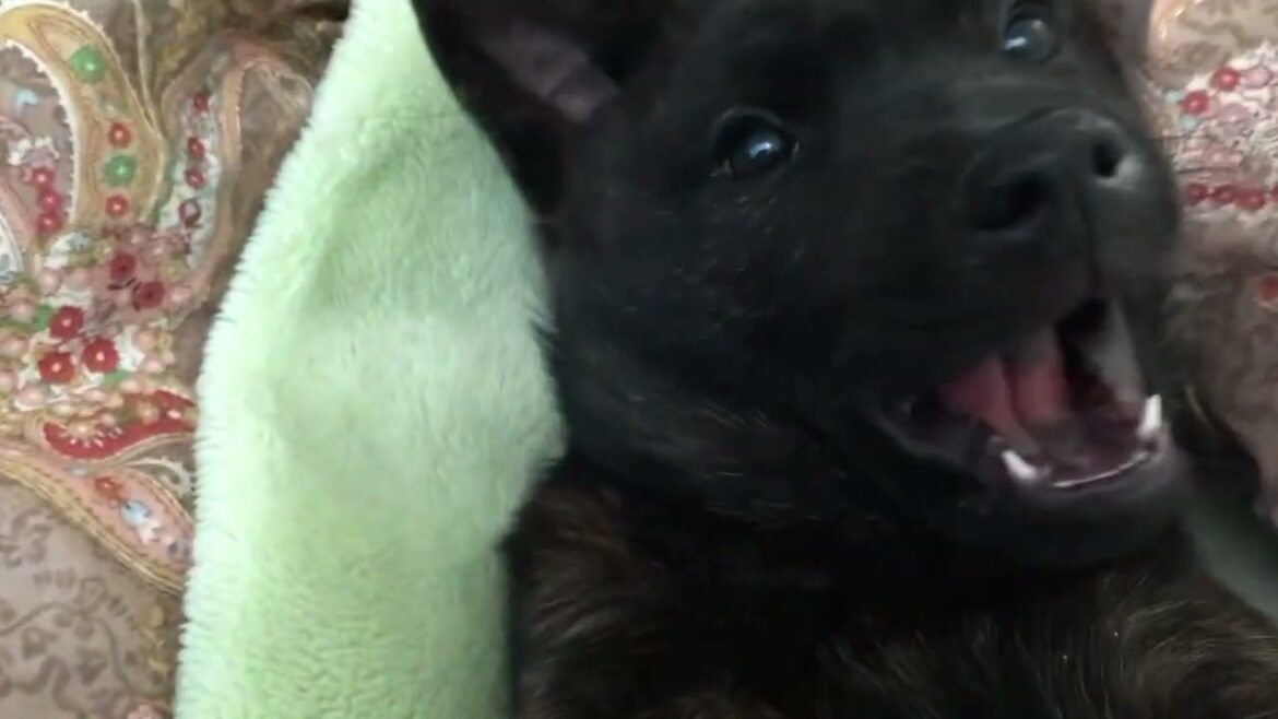 お戯れする甲斐犬