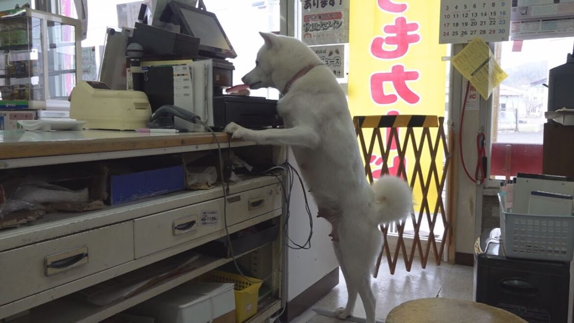 秋田犬の梅子ちゃん 店番のはずが…？　笑顔がたえないほのぼの日常