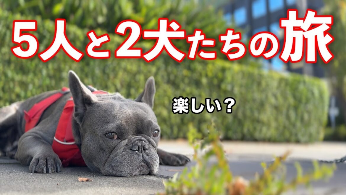 【犬と旅行】初めてのグループ旅行！そんなに親しくない仲間と…？