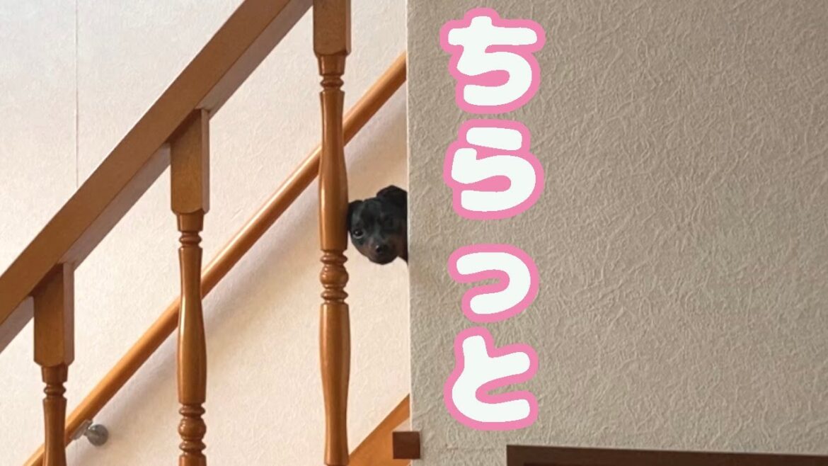 一人じゃ2階に行けないジロ【ミニピン】【ミニチュアピンシャー】