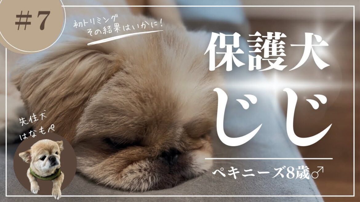 【#7】保護犬ペキニーズの初めてのトリミング！あれ？切りすぎたかも？！