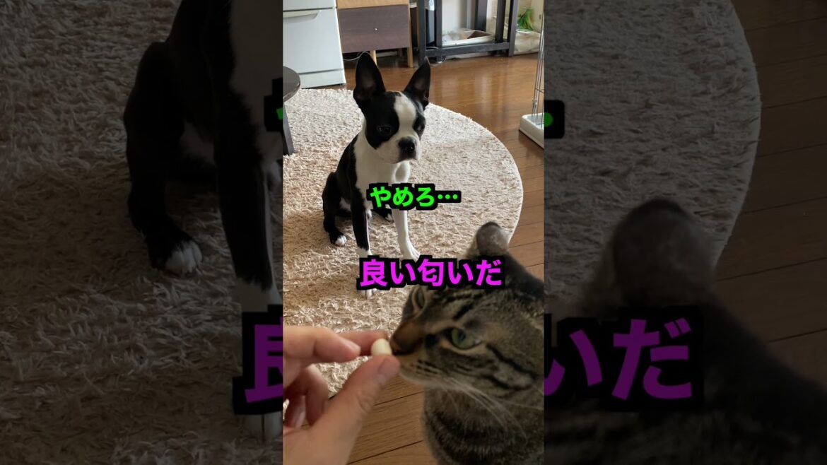 猫に邪魔されながらおやつを食べるボストンテリア 猫に邪魔されながらおやつを食べるボストンテリア