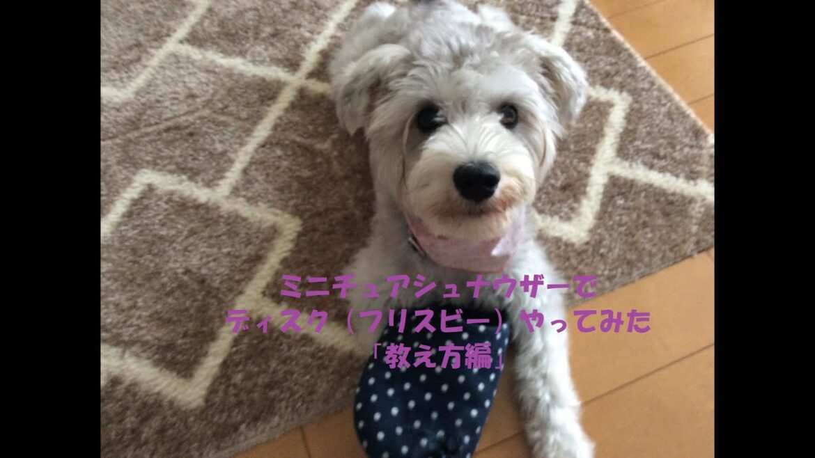 ミニチュアシュナウザーでディスク（フリスビー）やってみた「教え方編」