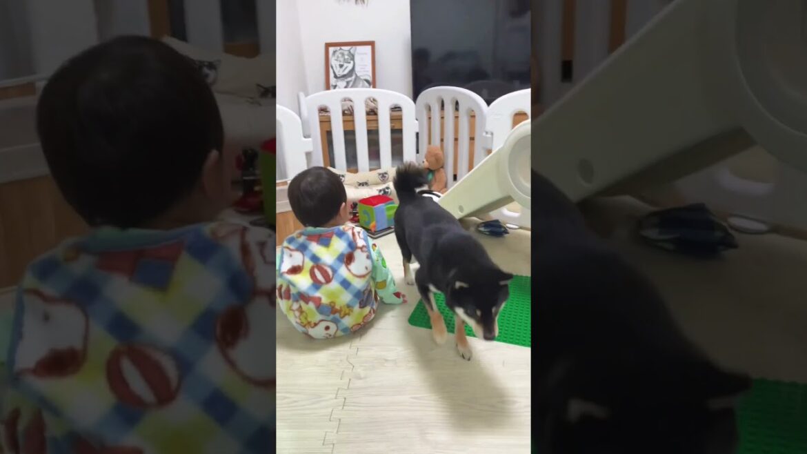 豆柴と1歳赤ちゃんは寝る時いつもいっしょ!【柴犬】#Shorts