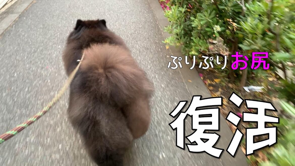 【復活】ぷりぷり桃尻/チャウチャウ/一人暮らし犬と暮らす　CHOW CHOW
