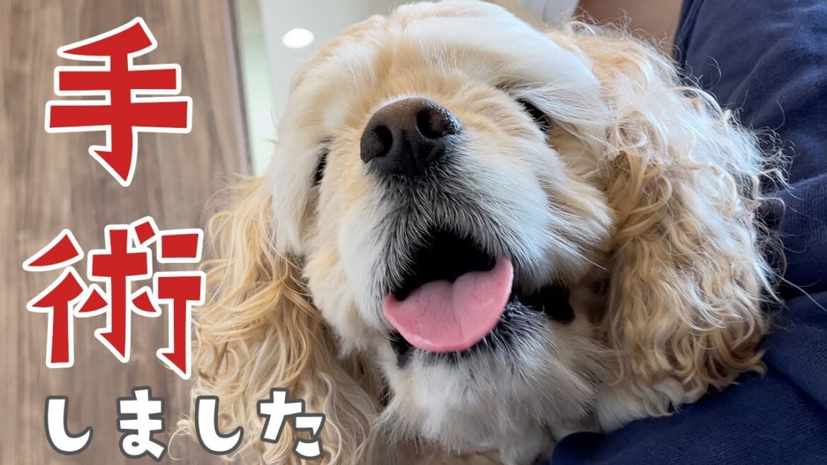 ご報告。手術しました。