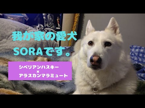 我が家の愛犬Sora【シベリアンハスキー×アラスカンマラミュート】 我が家の愛犬Sora【シベリアンハスキー×アラスカンマラミュート】