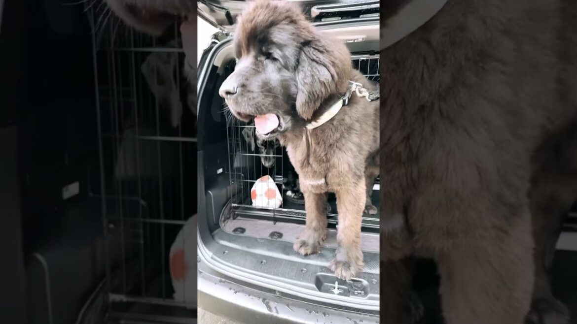 狂犬病 注射💉 お出かけ気分な愛犬達🐶 超大型犬 ニューファンドランド ボス君 グレートデーン クィーンちゃん 犬好き 保護猫 多頭飼育 渡辺ボス プロボックス ハイブリッド