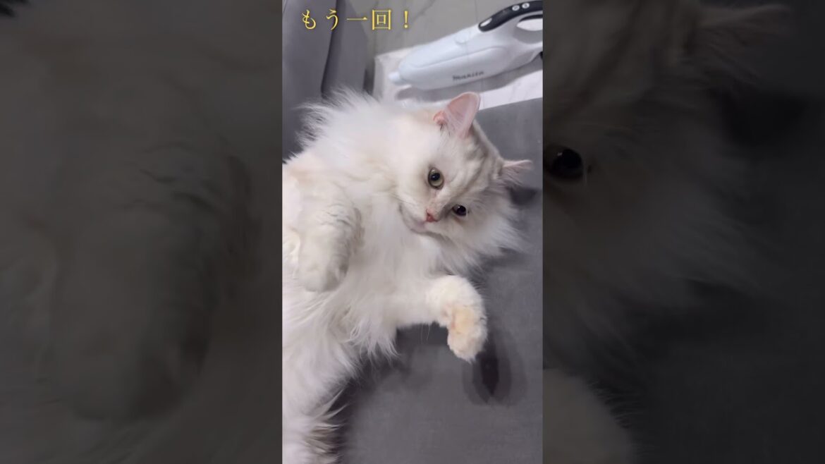 甘えちゃう　#shorts #ねこ #猫 #ラガマフィン