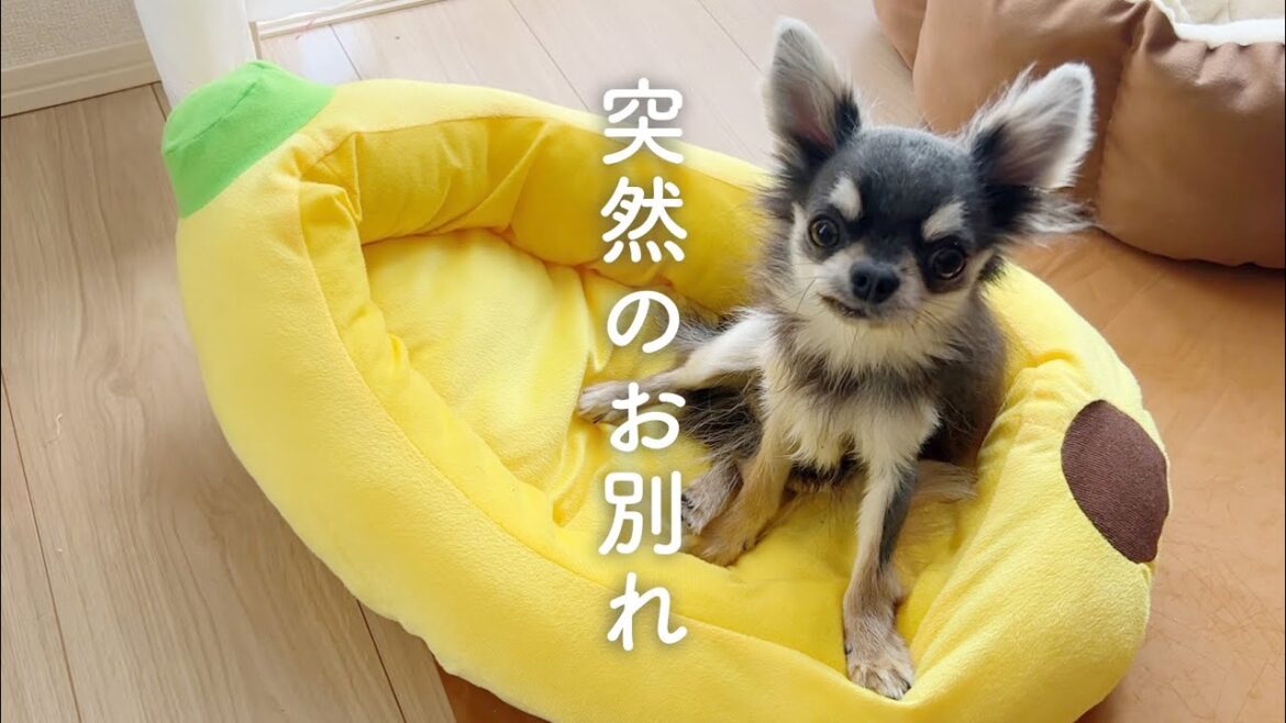 悲しいお知らせ。まだ10ヶ月でシオンくんが旅立ちました。 悲しいお知らせ。まだ10ヶ月でシオンくんが旅立ちました。